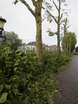 906600 Afbeelding van de stevig teruggesnoeide bomen aan het begin van de Bemuurde Weerd O.Z. te Utrecht. De bomen zijn ...